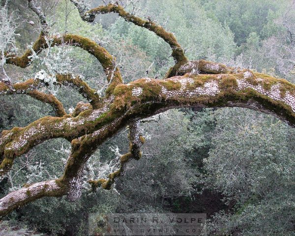 "Mossy Oak" [Oak Tree On Mt. Hamilton Road, Santa Clara County, California]