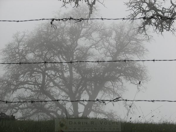 "The Mist" [Oak Tree Behind Barbed Wire On Mt. Hamilton, California]