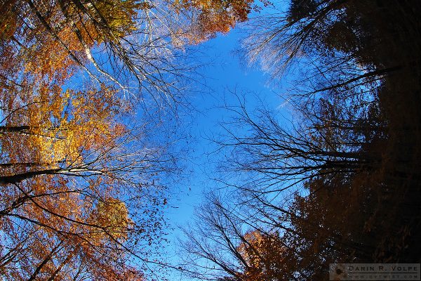 "Reach for the Sky" [Sky View from a Forest Path in Vermont]