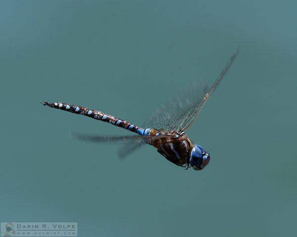 "Landing Gear Up" [Blue-Eyed Darner Dragonfly Male in San Luis Obispo, California]