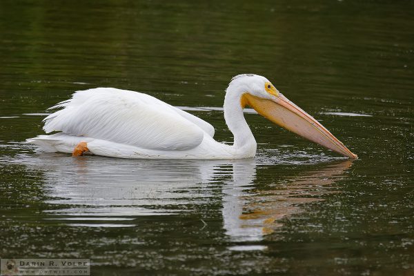 "Dinner at the Lake" [American White Pelican in Oso Flaco Lake, California]
