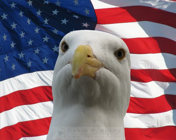 "I'm An Eagle, Dammit!" [Western Gull And American Flag]